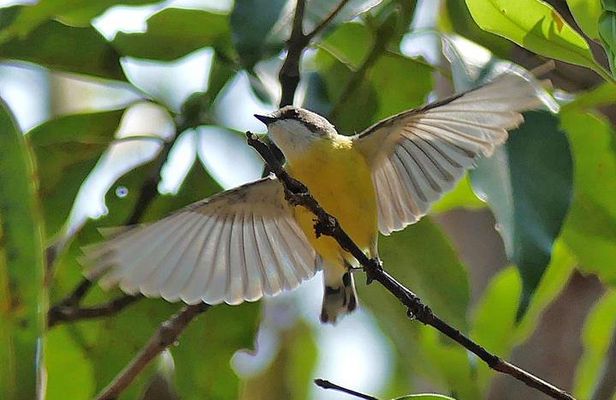 Birdwatching and Wildlife Noosa Biosphere Full-Day Experience