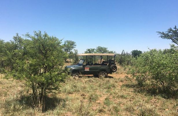 Half Day Safari Tour from Johannesburg