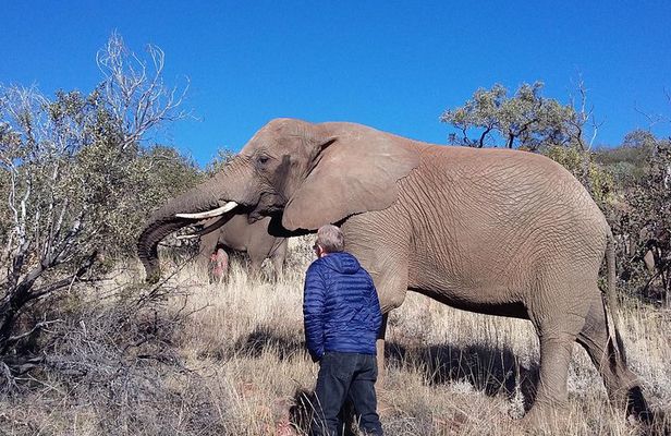 Elephant Walk Guided Half Day Tour from Johannesburg