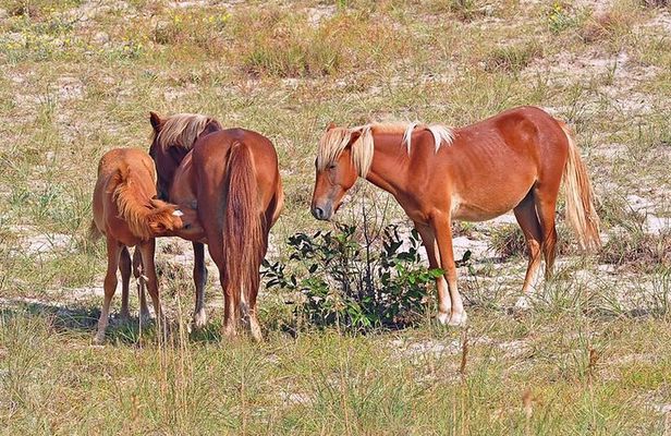 2-hour Outer Banks Wild Horse Tour by 4WD Truck