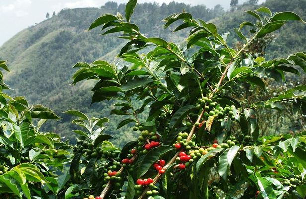 Blue Mountain Coffee and Sightseeing Tour