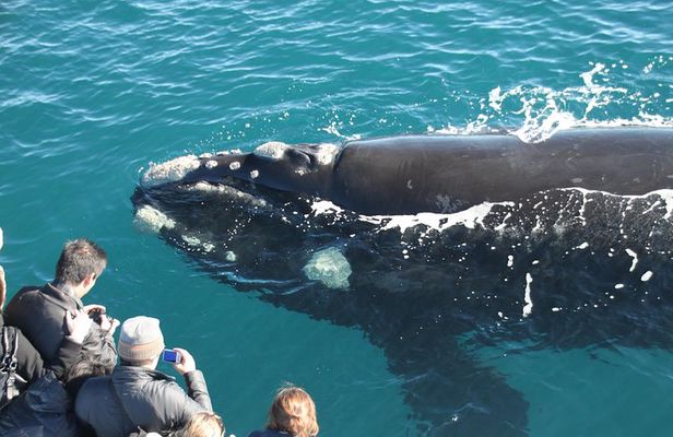 Augusta Whale Watching Eco Tour