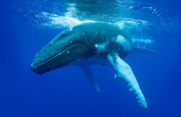 Dunsborough Whale Watching Eco Tour