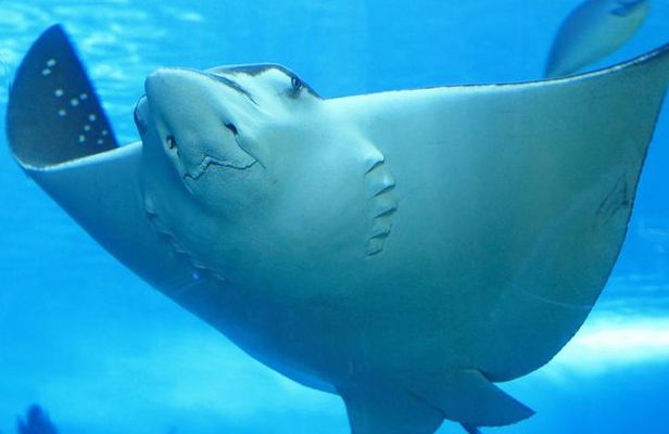 Belize Hol Chan Marine Reserve & Shark Ray Alley Snorkel Tour - Ambergris Caye
