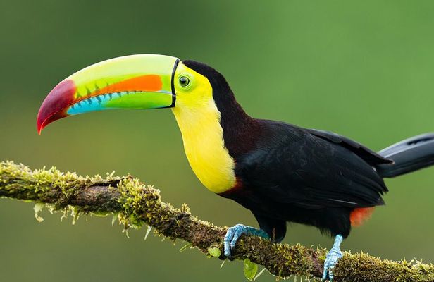 7-Day All Inclusive Guided Jungle Tour from Iquitos at Maniti Eco-Lodge