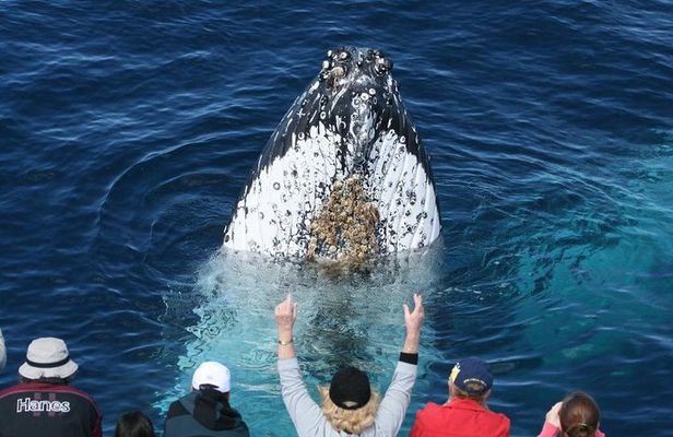 Whale Watching Tour with Spirit of Gold Coast