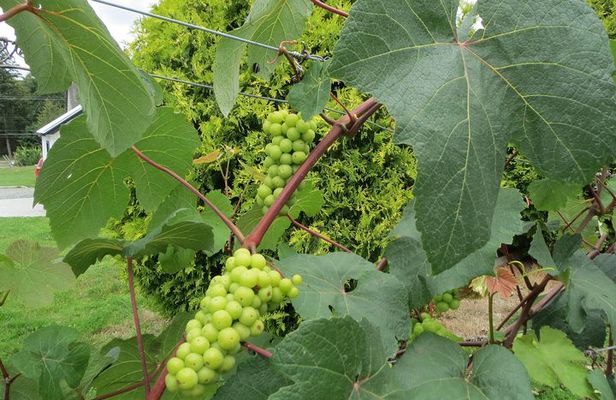 The Fraser Valley Winery Tour