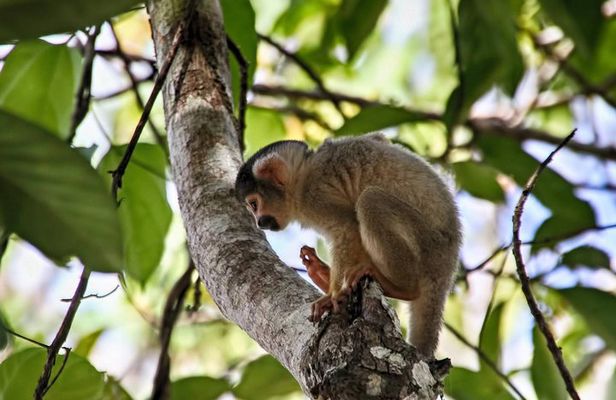 3 days 2 nights - Tambopata Jungle