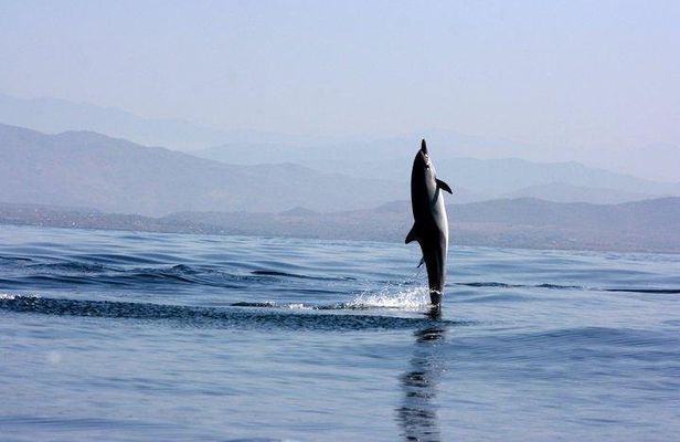 Beaches Dolphins And Viewpoints Discovering The Hidden Port By Sea And Land