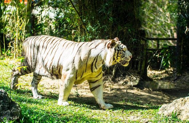 Cebu Safari and Adventure Park