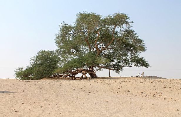 Nature Flora and Fauna Trip from Manama