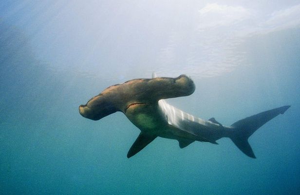 Full-Day Scuba Dive Charter: Hammerhead Experience from Warkworth