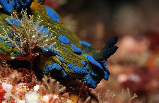 Full-Day (2 dives) Scuba Diving at Goat Island Marine Reserve