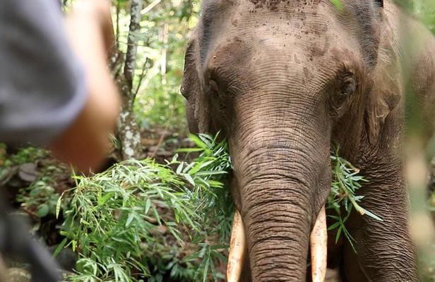 2-Day Kindred Spirit Elephant Sanctuary in Chiang Mai