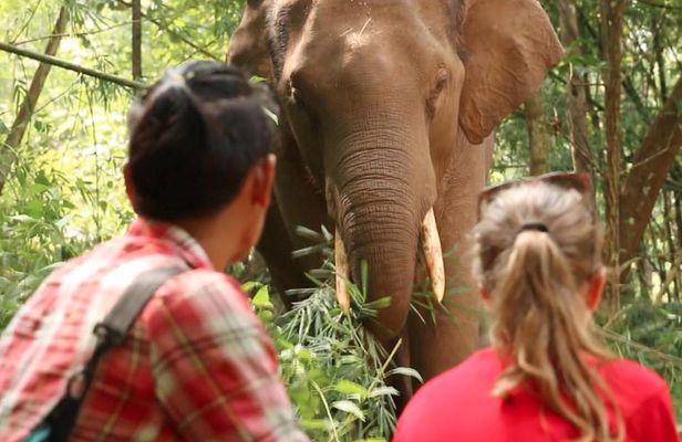3-Day Kindred Spirit Elephant Sanctuary Chiang Mai