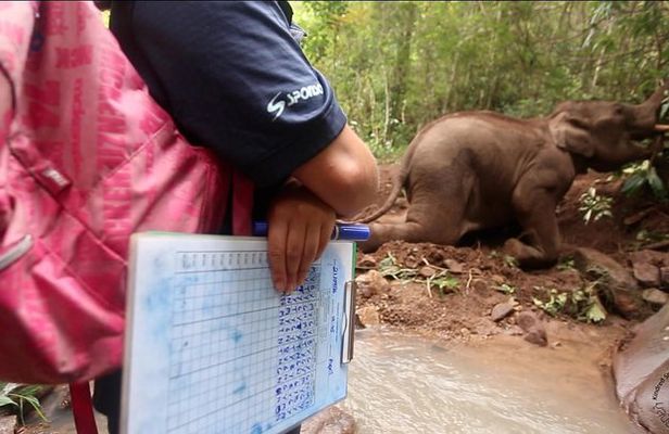 Elephant and Gibbon Encounters - 5days/4nights