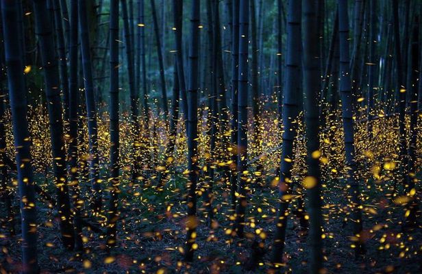 Bamboo Bicycle Tour in twilight: watch dancing Fireflies in Bangkok