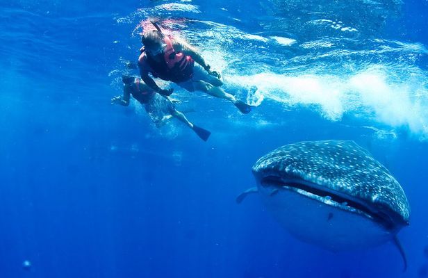 Whale Shark Tour from Cancun, Playa del Carmen, Tulum and Riviera Maya