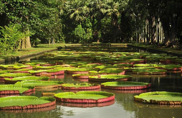 Historical Private Guided Tour, City-SugarWorld-Botanical Garden - Min.2 persons