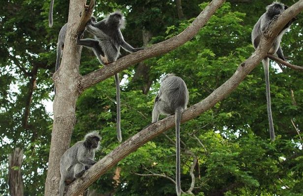 Silver Leaf Monkeys and Firefly Tour with Boat Ride and Seafood Dinner