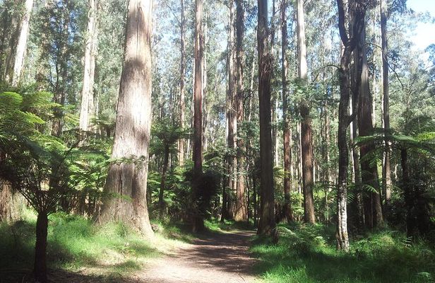 Dandenong Ranges Private Day Tour