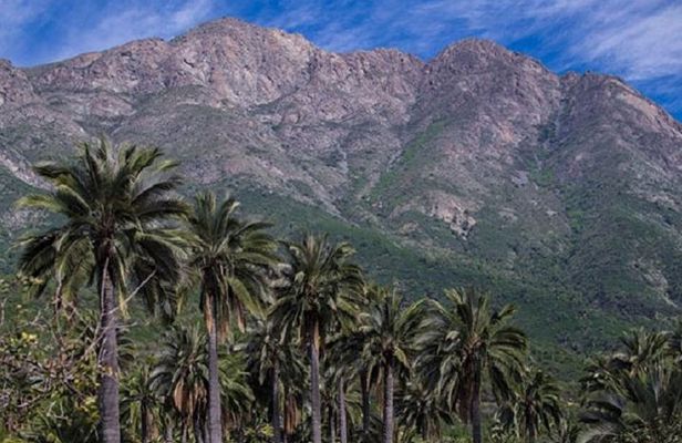 Darwin's Route: Traversing the Chilean Palm Forest