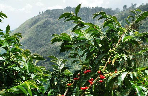 Blue Mountain Coffee Tour From Runaway Bay