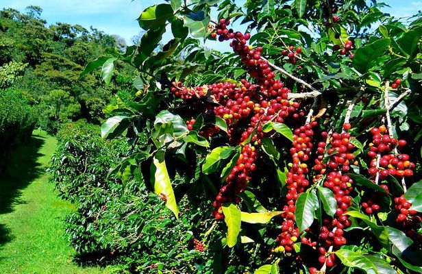 Blue Mountain Coffee Tour from Ocho Rios