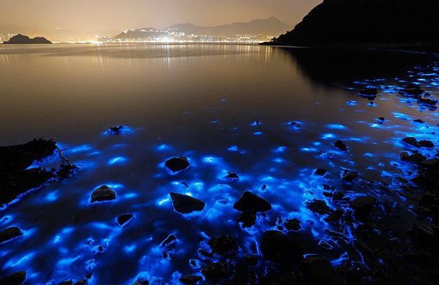 Luminous Lagoon Small Group Tour from Ocho Rios