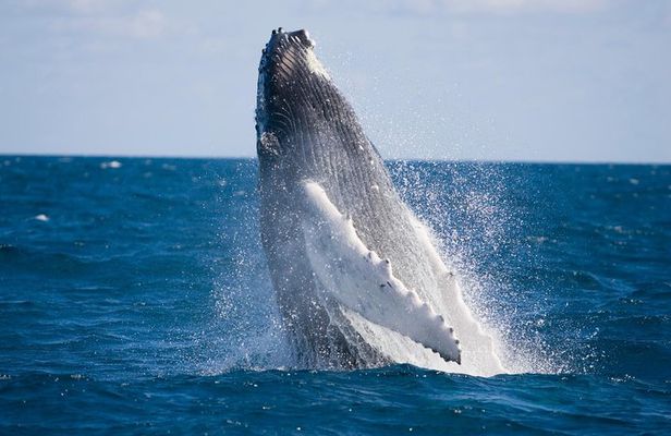 Whale-Watching and Orange County Beaches Tour from Anaheim