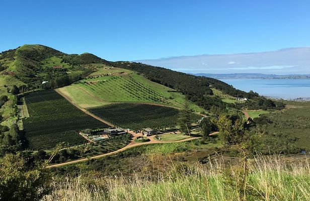 Waiheke Island Vineyards and Bush Walk