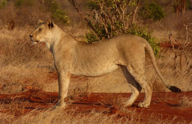 Tsavo National Park Small group Day trip