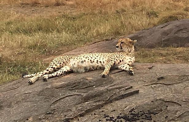 Kenya safari: Maasai Mara, Naivasha, Nakuru & Amboseli Safari