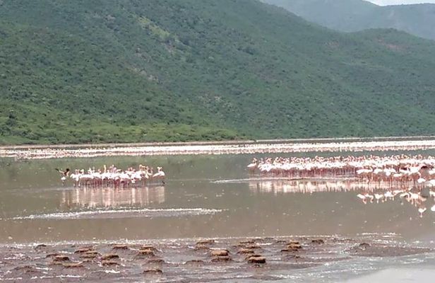 Lake Bogoria Flamingos Tour from Nairobi