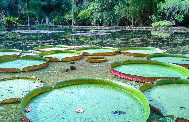 Botanical Garden, a Place of Science, Culture, and Leasure