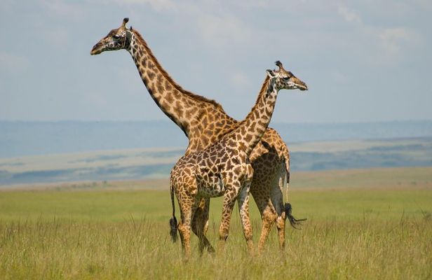 3 Days Masai Mara Group Joining