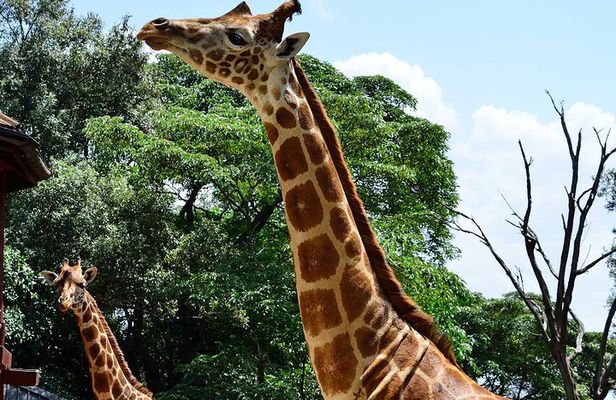 Giraffe Center Half-Day Trip from Nairobi