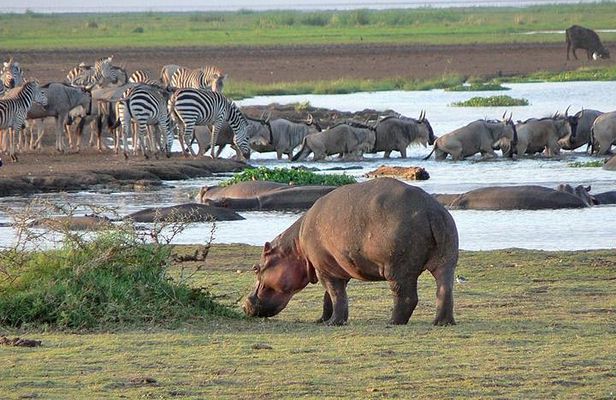 Lake Manyara National Park Guided Day Trip From Arusha