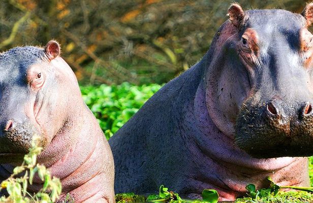 2 day Tour to Hell's Gate, Lake Naivasha & Crescent Island - Daily Departures