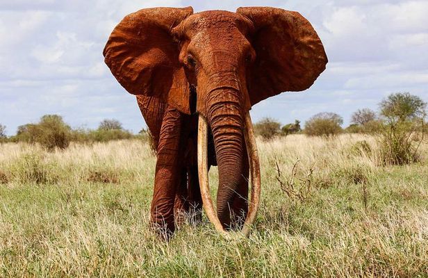 Private 5 Days Tour to Amboseli Tsavo West and Tsavo East National Park