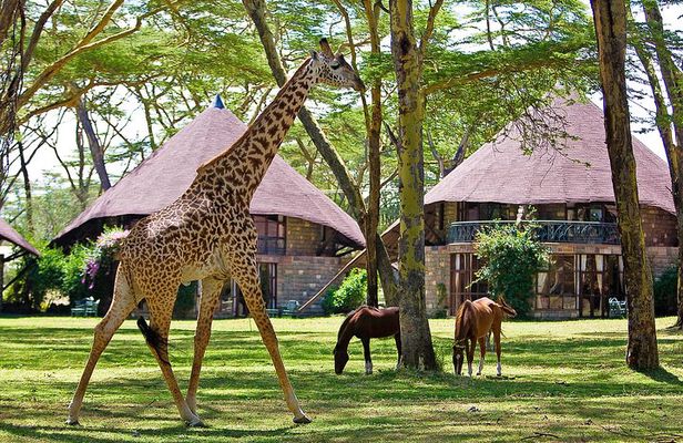 5 Days Hell's Gate, L. Naivasha, L. Nakuru & Masai Mara Luxury Safari