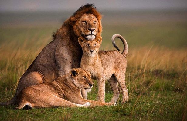 4 Days Masai Mara and Lake Nakuru Luxury Safari on 4x4 Jeep
