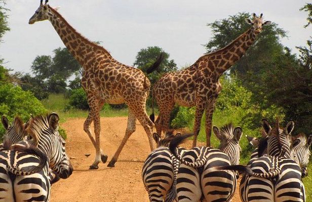 Nairobi National Park: Half Day Guided Tour From Nairobi