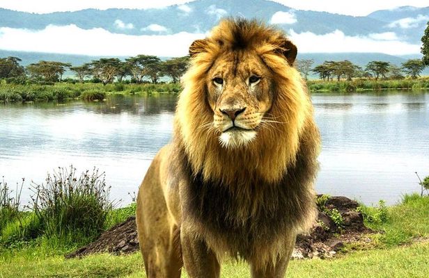 4 Day Masai Mara & Lake Nakuru Group Joining Camping Safari - Daily Departures