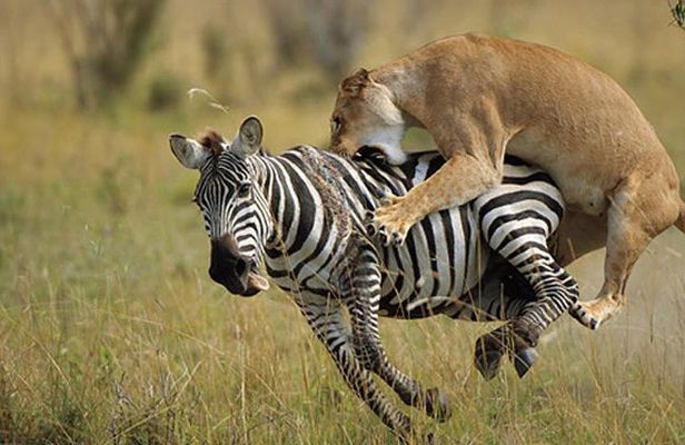 3 Days, 2 Nights Masai Mara Group Joining Safari