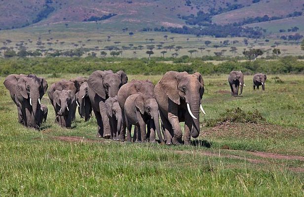 3 Day Maasai Mara Group Joining Camping Safari - Daily Departures
