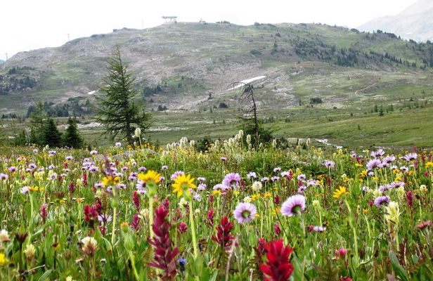 Sunshine Meadows Vistas - Guided Hike (Easy)