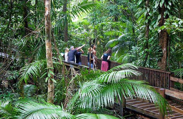 Daintree Rainforest and Mossman Gorge: Full Day Tour