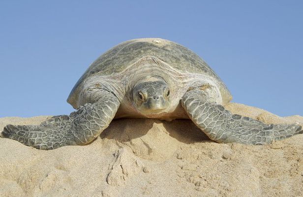 5 Days Jewels Of Oman Package