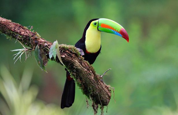 Early Bird Watching Tour